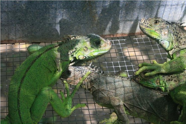 Reseña del iguanario de cozoaltepec, iguanas